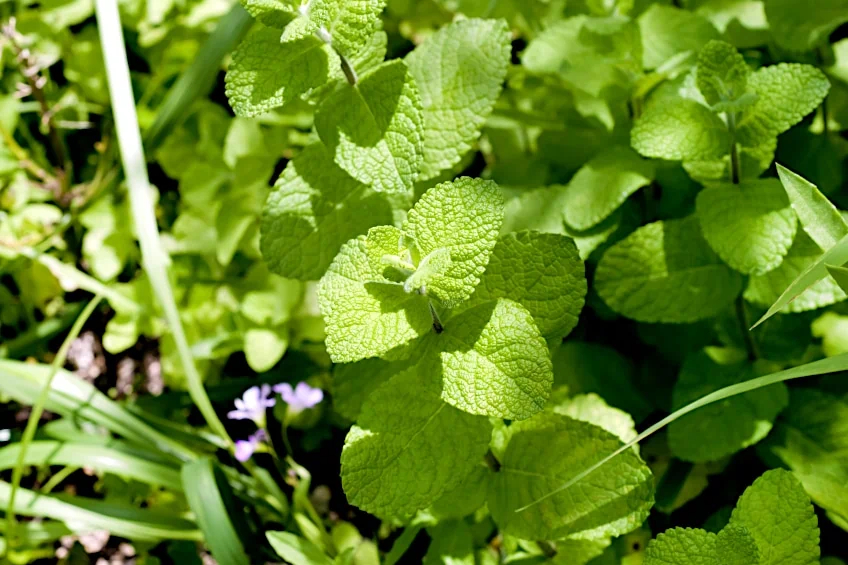 Applemint Leaves for Drying