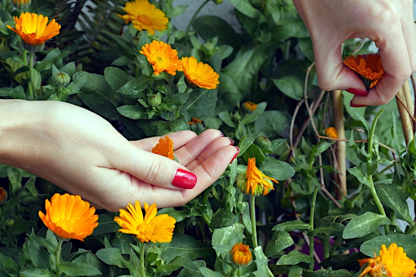 Harvesting Calendula to Make Oil