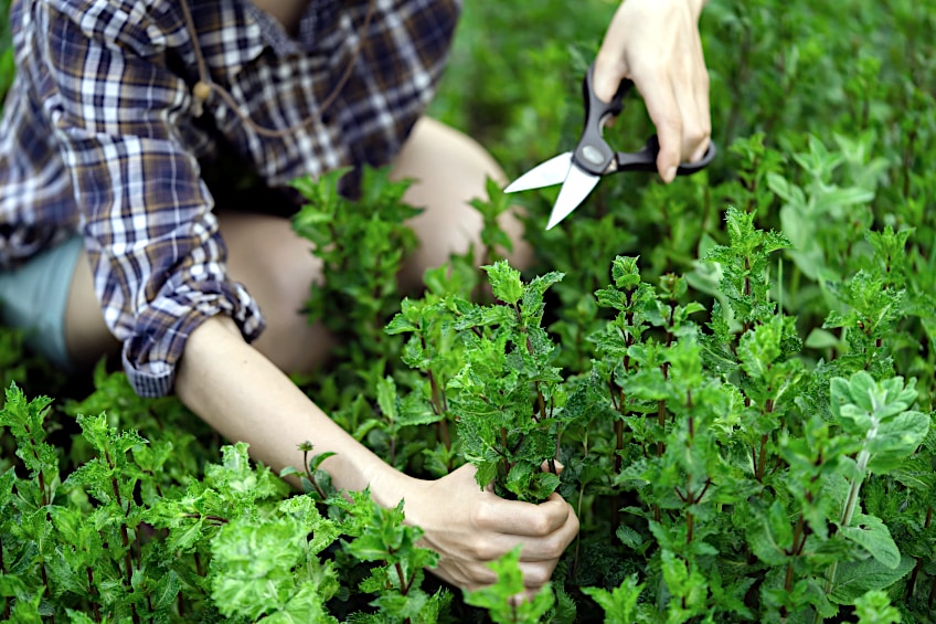 Harvesting Mint Leaves for Drying