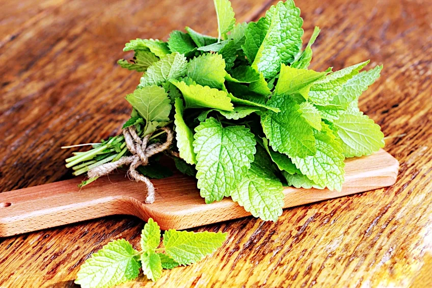 Preparing Mint Leaves for Drying